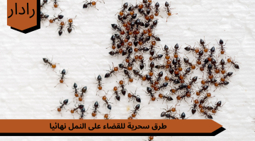 3 حلول سحرية….. للتخلص من النمل الموجود في المنزل نهائيا بدون تعب