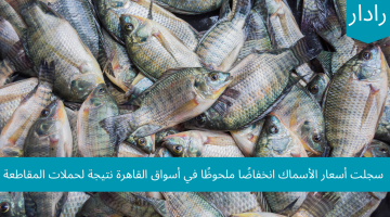 انخفاض ملحوظ لأسعار السمك في أسواق القاهرة نتيجة لحملات المقاطعة