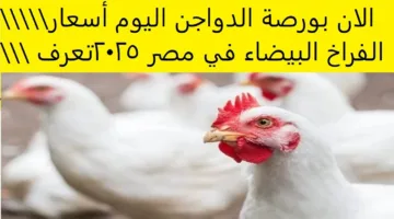 “الفراخ رخصت” أسعار الفراخ البيضاء اليوم في بورصة الدواجن والأسواق المصرية للمستهلكين