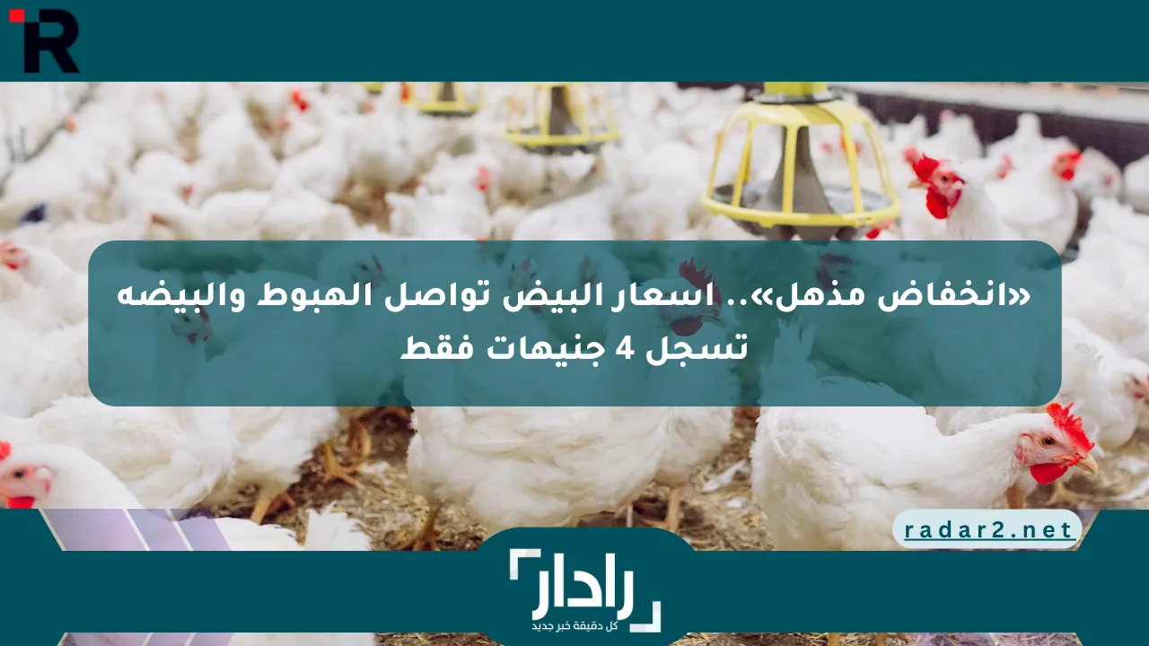 نيوز برو : «انخفاض مذهل».. أسعار البيض تواصل الهبوط والبيضة تسجل 4 جنيهات فقط