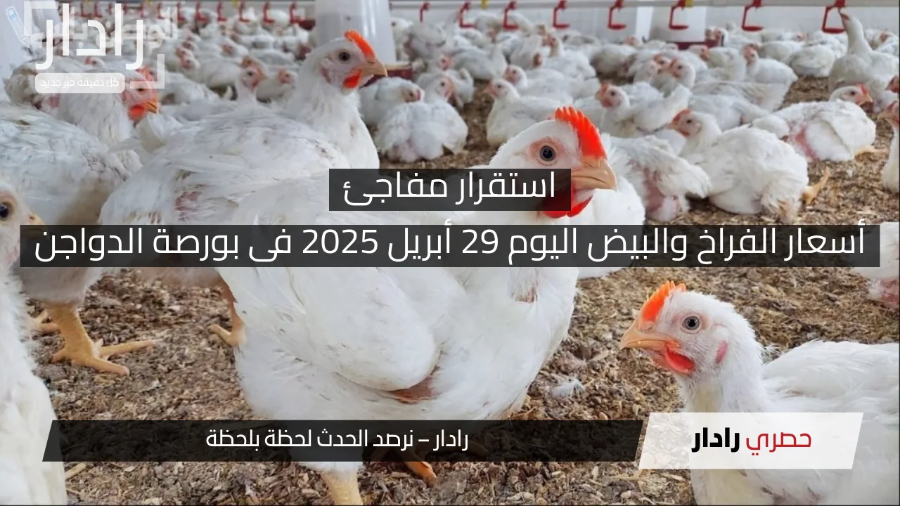 نيوز برو : استقرار مفاجئ في أسعار الفراخ والبيض اليوم 29 أبريل 2025 فى بورصة الدواجن