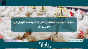شوف الجديد: أسعار الفراخ البيضاء اليوم في الأسواق