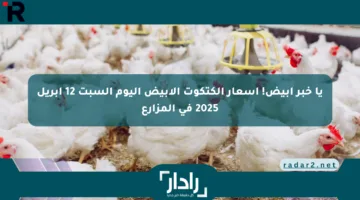 يا خبر أبيض! أسعار الكتكوت الأبيض اليوم السبت 12 أبريل 2025 في المزارع