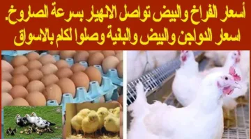الكيلو بكام.. بورصة الدواجن أسعار الفراخ اليوم الأربعاء 7 مايو 2025 بالأسواق