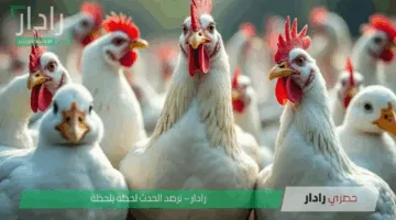 «انخفاض جديد» سعر الفراخ فى مصر اليوم 12-5- 2025 يثير الجدل بين المستهلكين
