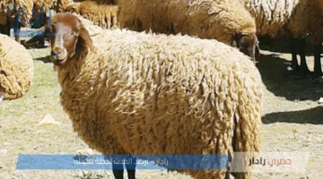 أسعار الأضاحي 2025 في مصر تشهد تفاوتًا كبيرًا مع اقتراب عيد الأضحى المبارك