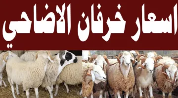 “المحلي والمستورد” اسعار الاضاحي 2025 للمستهلكين في الأسواق قبل عيد الأضحى