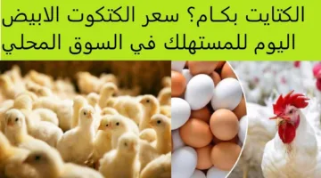 تراجع ملحوظ لسعر الكتكوت الأبيض اليوم في جميع الشركات (الوطنية والقصبي والوادي)