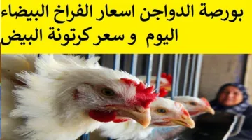 زيادة جديدة لأسعار الفراخ البيضاء اليوم في بورصة الدواجن والأسواق المصرية للمستهلك