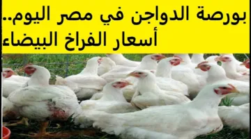 هبوط 2 جنية للكيلو.. أسعار الفراخ البيضاء اليوم في بورصة الدواجن والأسواق للمستهلكين