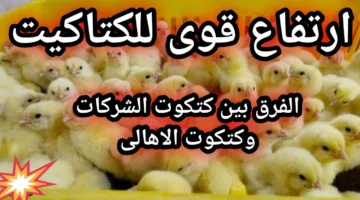 (شركات وقطعان) ارتفاع أسعار الكتاكيت اليوم في بورصة الدواجن والأسواق المصرية للمستهلك