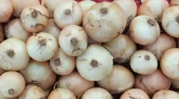 الكيلو عامل كام؟ سعر البصل اليوم الاثنين 11 مايو 2025 في سوق العبور للجملة