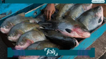 «التحديث اليومي» أسعار الأسماك والجمبري الإثنين 26 مايو 2025 بكافة الأنواع والأصناف