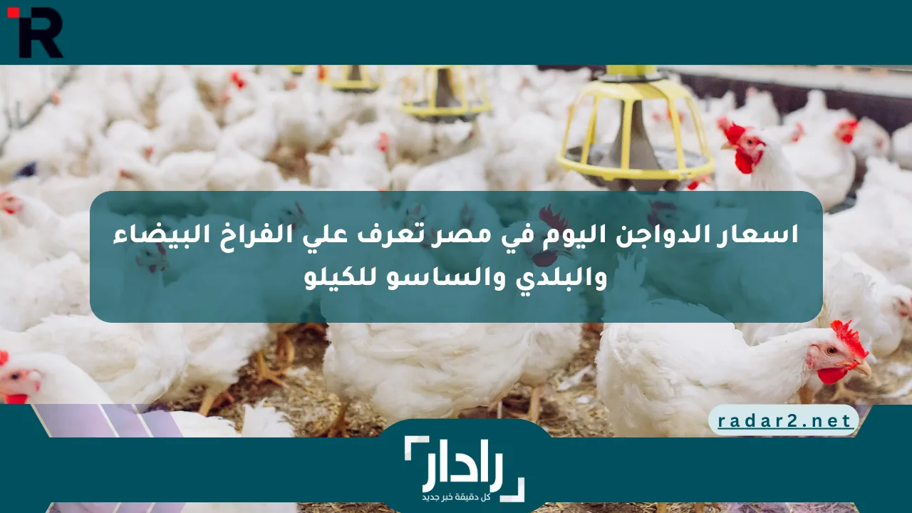 نيوز برو : أسعار الدواجن اليوم في مصر تعرف على الفراخ البيضاء والبلدي والساسو للكيلو