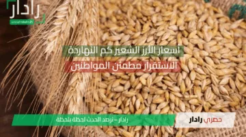 استقرار نسبي مًطمئن .. بكم سعر طن الأرز الشعير اليوم الاثنين 5 مايو 2025 الرفيع والعريض في السوق المصري