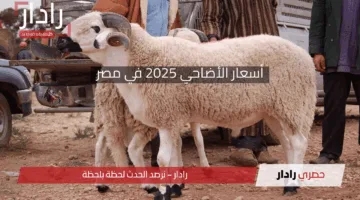 «أسعار الأضاحي» 2025 في مصر: ارتفاع طفيف بالكيلو القائم قبل عيد الأضحى