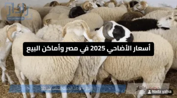 “سعر الأضحية وصل لكام” أسعار الأضاحي 2025 في مصر وأماكن البيع وأحدث التفاصيل