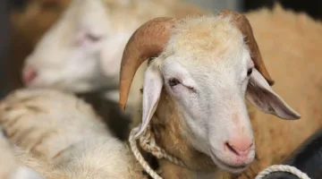ارتفاع طفيف في أسعار الأضاحي ٢٠٢٥ قبل عيد الأضحى داخل الأسواق المصرية
