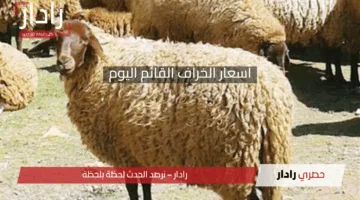 قبل العيد بـ كام يوم شوف أسعار الخراف القائم اليوم واضمن أضحيتك قبل الغلا