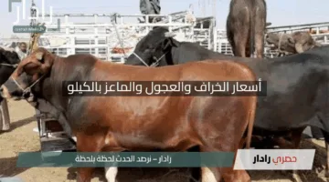 “صدمة الأسعار”.. أسعار الخراف والعجول والماعز بالكيلو ترتفع بشكل مذهل قبيل عيد الأضحى 2025