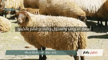 “كم تبلغ تكلفة أضحيتك؟”.. أسعار الخروف والعجول والماعز قائم بالكيلو لعيد الأضحى 2025