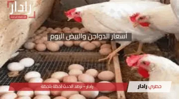  أسعار الدواجن والبيض اليوم.. تعرف على التفاصيل الكاملة والتحديثات الجديدة