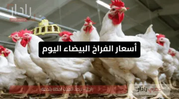 اشتري بسرعة يا ست البيت.. أسعار الفراخ البيضاء اليوم في بورصة الدواجن والأسواق