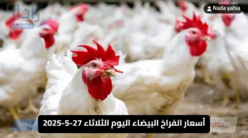 “بورصة الدواجن اليوم” أسعار الفراخ البيضاء اليوم الثلاثاء 27-5-2025 في مصر وسعر كرتونة البيض