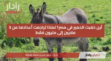 أين ذهبت الحمير في مصر؟ لماذا تراجعت أعدادها من 3 ملايين إلى مليون فقط