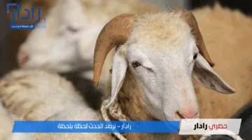 “الأسعار نار”.. تعرف على اسعار الاضاحي 2025 في مصر وكيفية اختيار الأنسب لميزانيتك