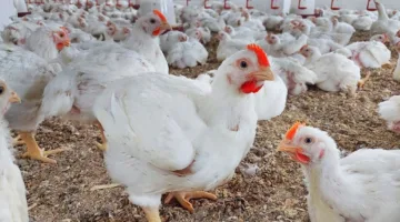 ارتفاع جديد زعل ست الكل.. اسعار الدواجن اليوم الأحد 4 مايو 2025 في بورصة الدواجن