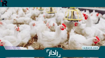 مفاجأة أسعار الفراخ البيضاء اليوم السبت 7-6-2025 في الأسواق