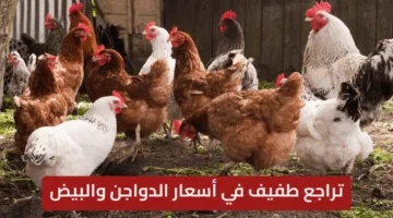 تراجع طفيف في أسعار الدواجن والبيض اليوم الأربعاء 7 مايو 2025.. هل يستمر الاستقرار في الأسواق؟