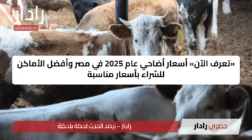 «تعرف الآن» أسعار أضاحي عام 2025 في مصر وأفضل الأماكن للشراء بأسعار مناسبة