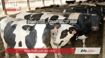 سعر الكيلو العجول قائم اليوم.. تعرف على أحدث أسعار الماشية في الأسواق المصرية