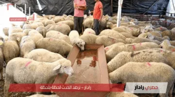 وزارة الزراعة تُعلن بأسعار مخفضة للأضاحي عبر منافذها الرسمية بمناسبة عيد الأضحى