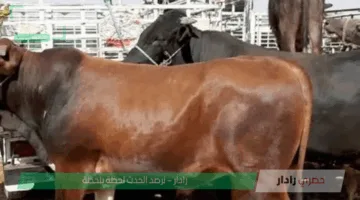 أسعار العجول اليوم الأربعاء 4 يونيو 2025 بقري وجاموسي في الأسواق المصرية وأسعار الأضاحي اليوم