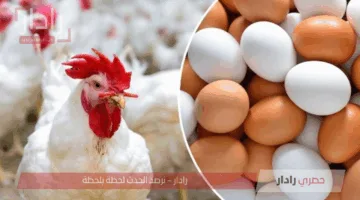 أسعار الفراخ الأحد 1 يونيو 2025 في بورصة الدواجن وما هي أسعار الكتاكيت اليوم