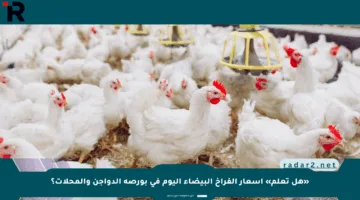 «هل تعلم» أسعار الفراخ البيضاء اليوم في بورصة الدواجن والمحلات؟