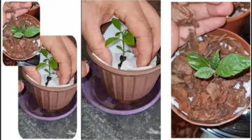 أخطر الأماكن التي تجذب الحشرات في المنزل منها الخشب المتحلل