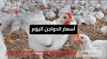 أسعار الدواجن اليوم الإثنين 16 يونيو 2025.. مفاجآت في بورصة الدواجن للفراخ البيضاء والبلدي