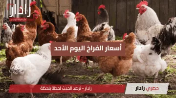 “استقرار كبير” أسعار الفراخ اليوم الأحد 15 يونيو 2025 في الأسواق والبورصة