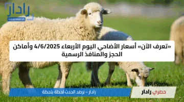 «تعرف الآن» أسعار الأضاحي اليوم الأربعاء 4/6/2025 وأماكن الحجز والمنافذ الرسمية