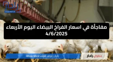 مفاجأة في اسعار الفراخ البيضاء اليوم الأربعاء 4/6/2025