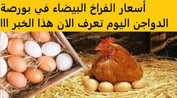 بكــام الكيلو؟.. بورصة الدواجن اليوم أسعار الفراخ البيضاء الاثنين 7 يوليو 2025 في السوق المحلية