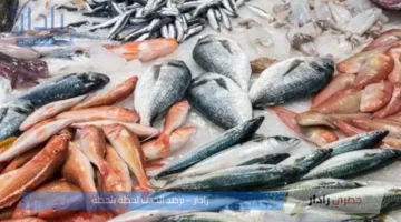 اسعار السمك اليوم الإثنين تُسجل تباين ملحوظ في سوق العبور