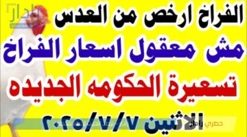 بورصة الدواجن اليوم تُعلن إستقرار أسعار الفراخ البيضاء .. فرصة ذهبية للشراء