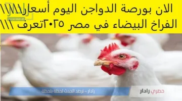 بورصة الدواجن اليوم 8 يوليو 2025 .. إستقرار أسعار الفراخ البيضاء وإرتفاع البلدي