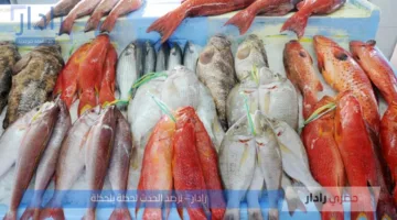 “المكرونة السويسي يصل لأعلى سعر” .. قائمة اسعار السمك اليوم بالكيلو في سوق العبور