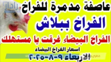 تراجع جديد لـ أسعار الفراخ البيضاء اليوم في بورصة الدواجن .. الكيلو بـ 63 جنيه